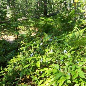 Wild Blueberries